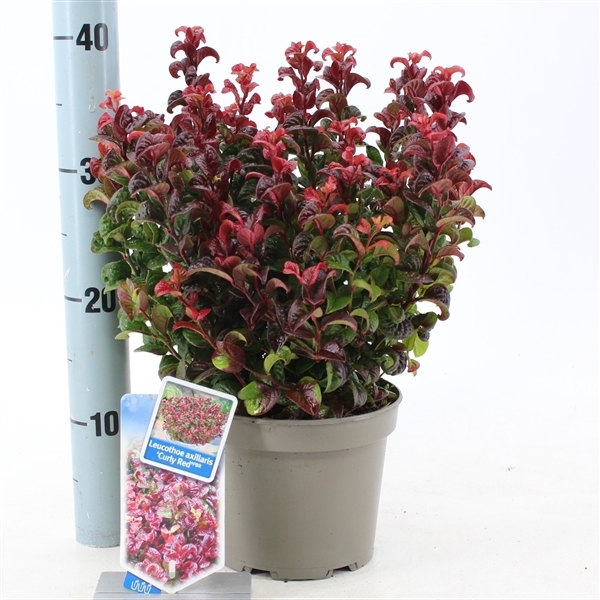 Leucothoe axillaris Curly Red 17Ø 35cm