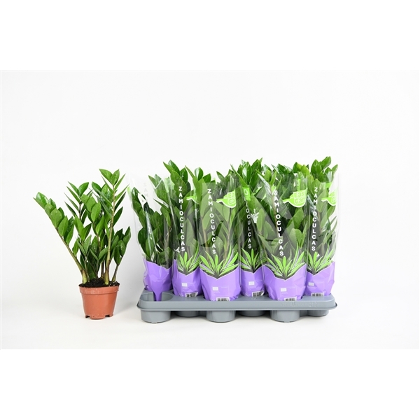 Zamioculcas zamifolia 10,5Ø 40cm 4st