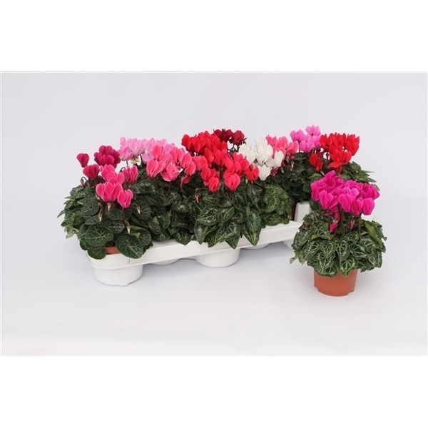 Cyclamen SS Verano mixed 9Ø 17cm