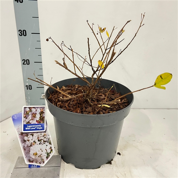 Lagerstroemia indica With Love Virgin 23Ø 40cm