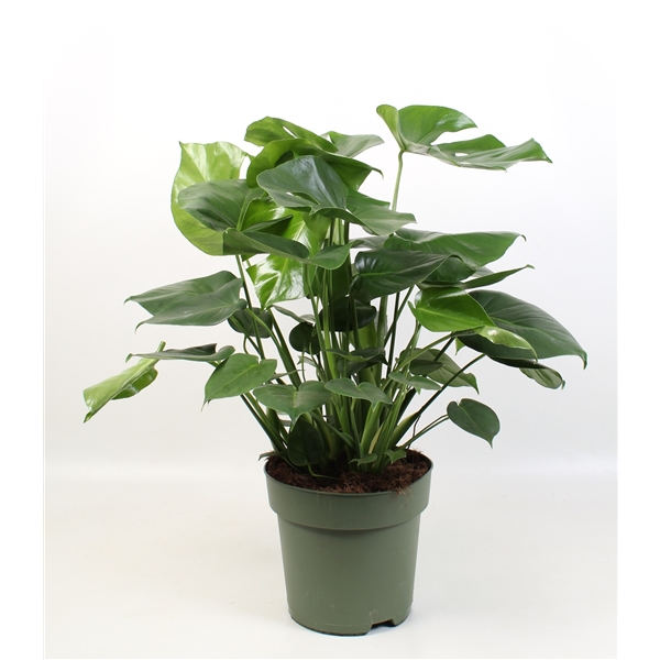 Monstera deliciosa 27Ø 85cm 9pp