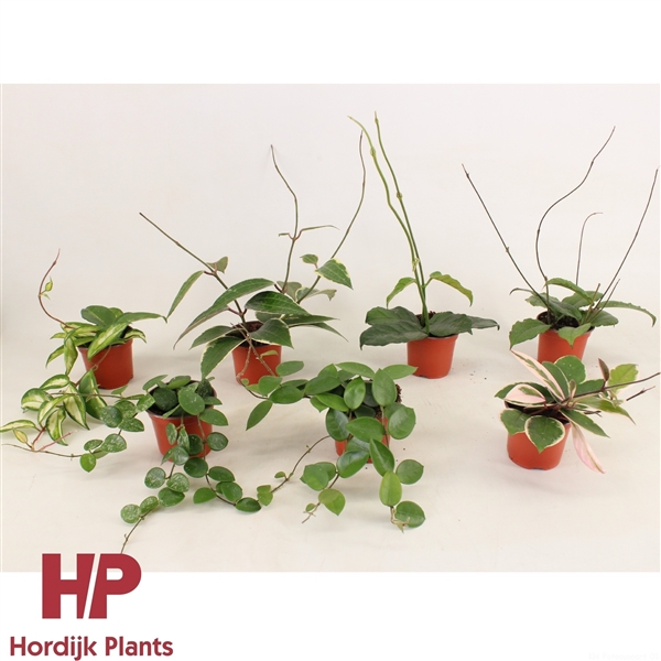 Hoya mix 9Ø 15cm