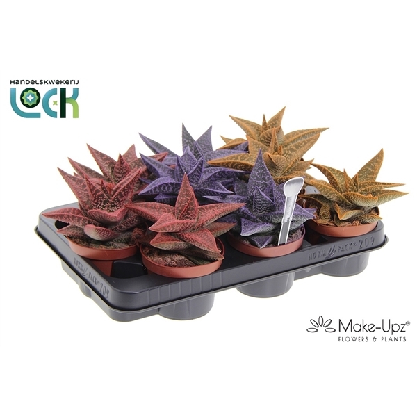Aloe Aveo Make Upz (Cites) 10,5Ø 15cm