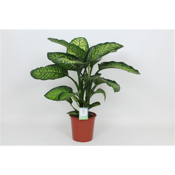 Dieffenbachia seguine Maroba 24Ø 90cm