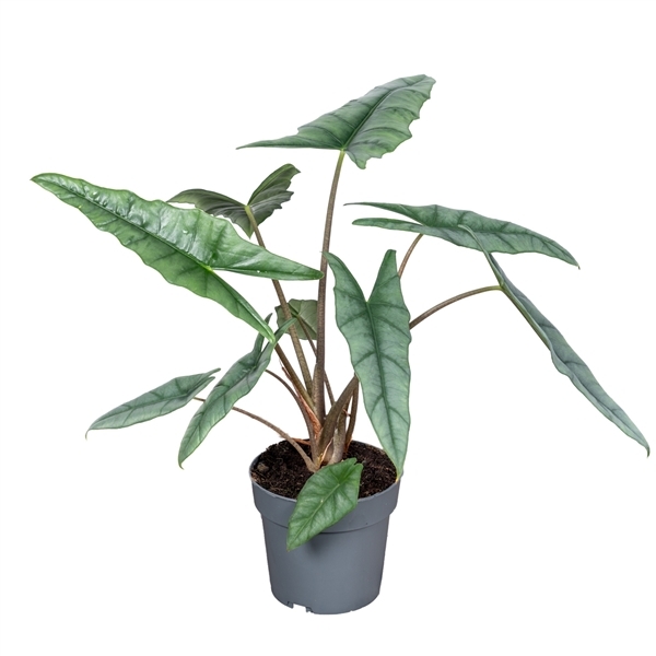 Alocasia Hetrofylla 14Ø 50cm 1pp