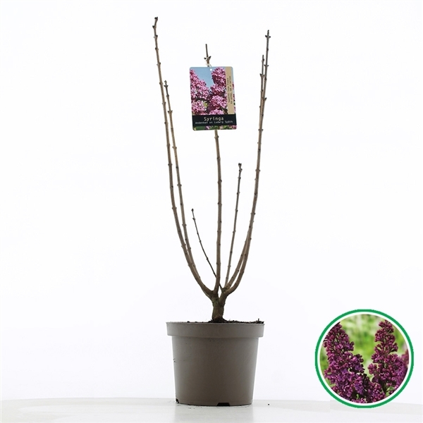 Syringa vulg. Andenken an Ludwig Späth 26Ø 75cm