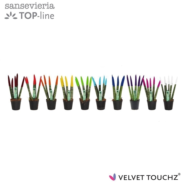Sansevieria Spaghetti Velvet Touchz mix 6Ø 18cm
