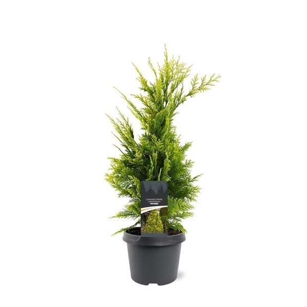 Chamaecyparis law. Ivonne 19Ø 50cm