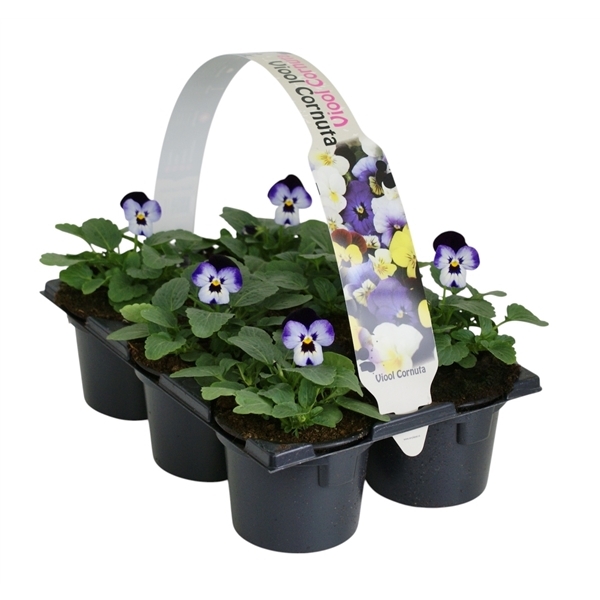 Viola cornuta purple + purple 6-pack 9Ø 12cm