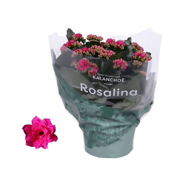 Kalanchoe Rosalina Don Victorio 15Ø 27cm