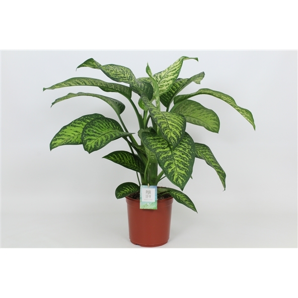 Dieffenbachia seguine Tropic Jewel 24Ø 90cm