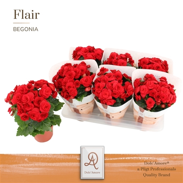Begonia Elatior Baladin 14Ø 31cm