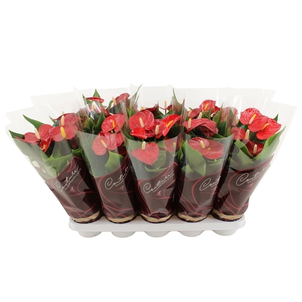 Anthurium Micra 12Ø 36cm 5fl