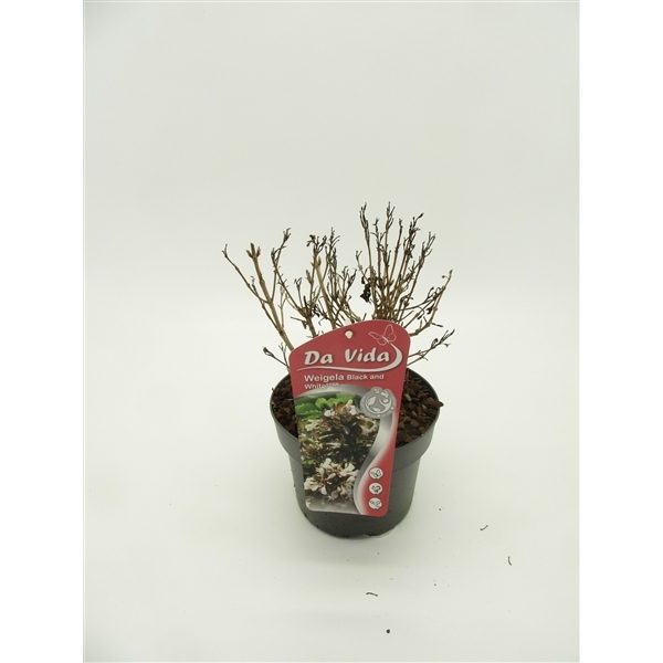 Weigela florida Black & White 19Ø 30cm