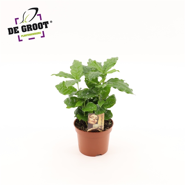 Coffea Arabica 12Ø 25cm