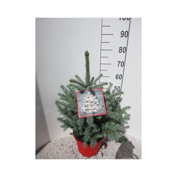 Picea pungens Super Blue 28Ø 80cm