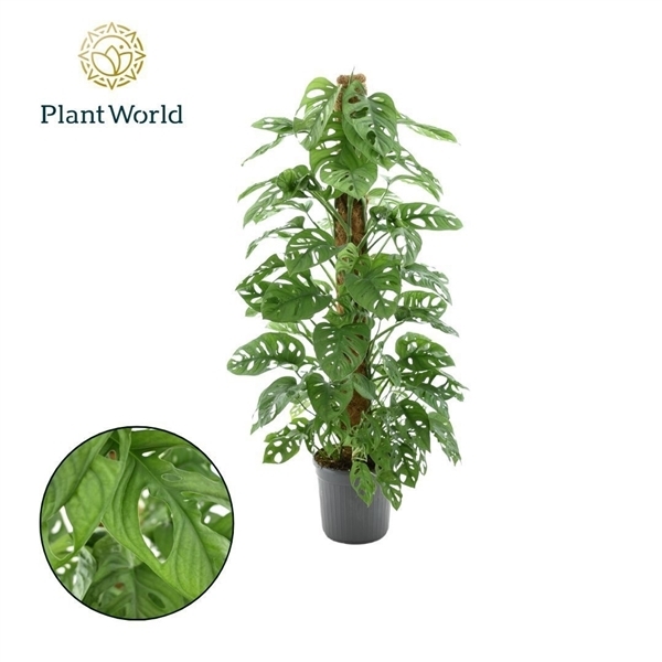 Monstera adansonii Monkey Mask 20Ø 105cm 5pp