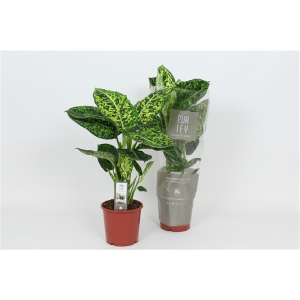 Dieffenbachia Reflector 17Ø 60cm