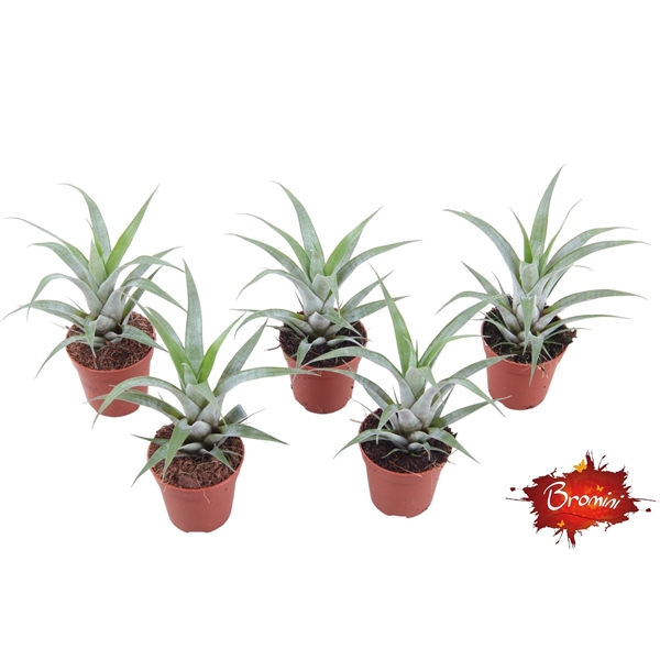 Vriesea fosteriana Seideliana 5,5Ø 10cm