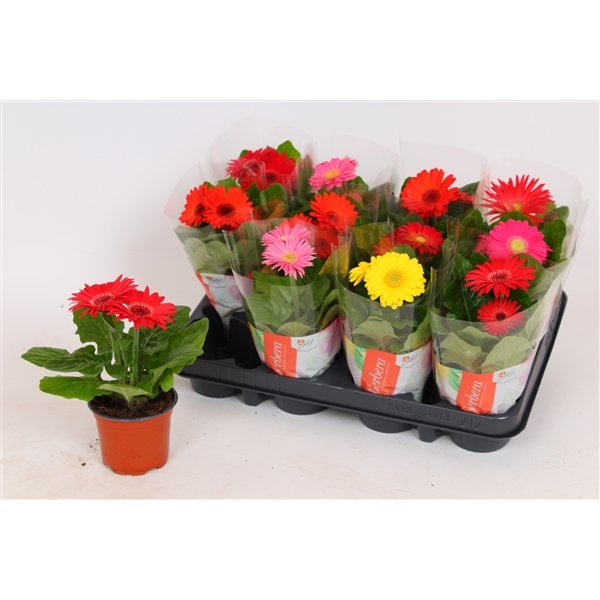 Gerbera Colourgame mix 9Ø 20cm 2fl
