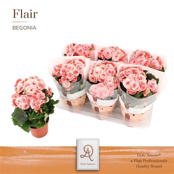 Begonia Elatior Borias 14Ø 31cm