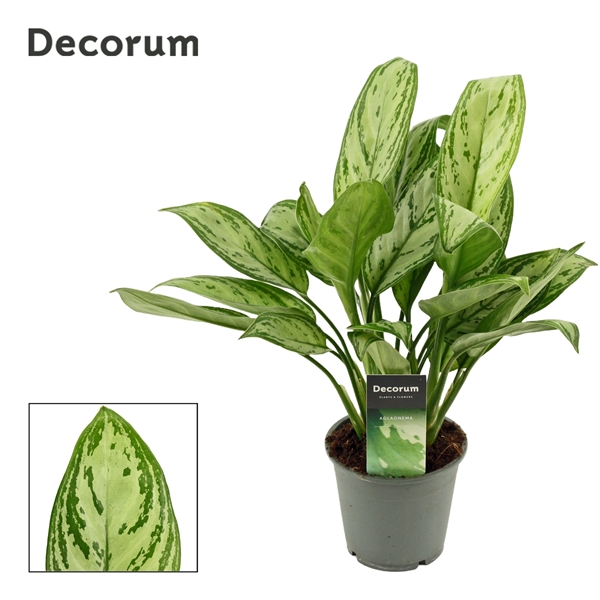 Aglaonema Maria Christina 12Ø 35cm 3pp