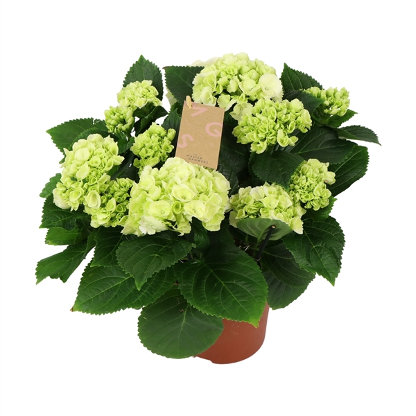 Hydrangea mac Crystal Palace 14Ø 40cm 7fl