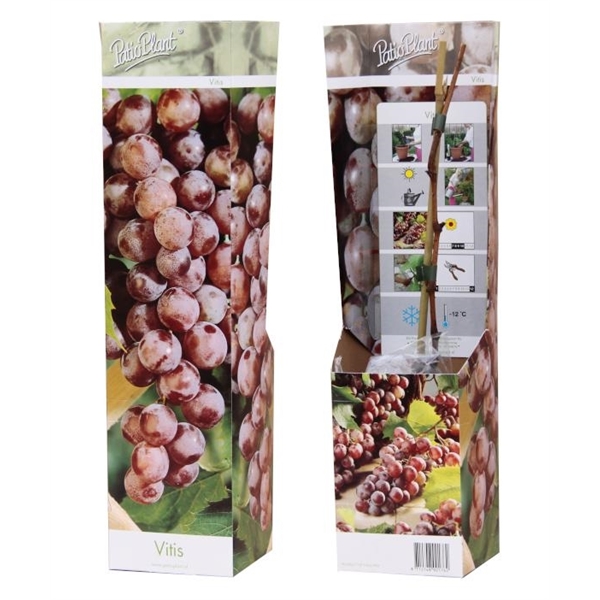 Vitis red 10,5Ø 35cm