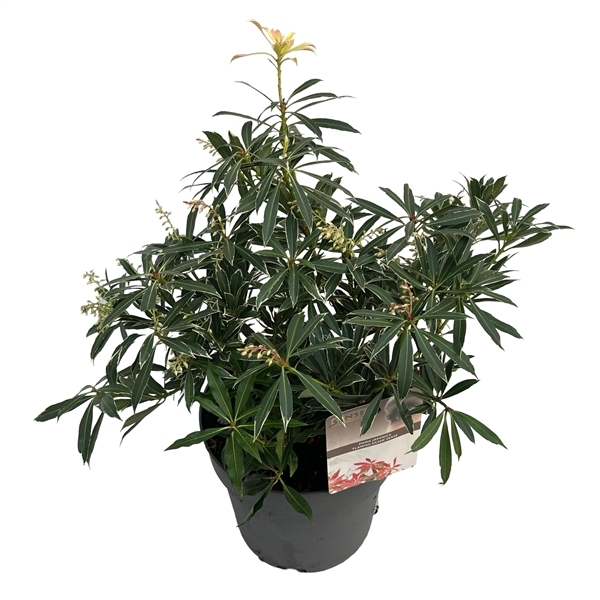 Pieris japonica Flaming Silver 23Ø 40cm