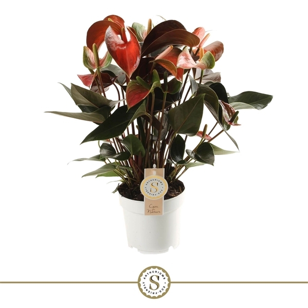 Anthurium Rainbow Champion 14Ø 50cm 6fl