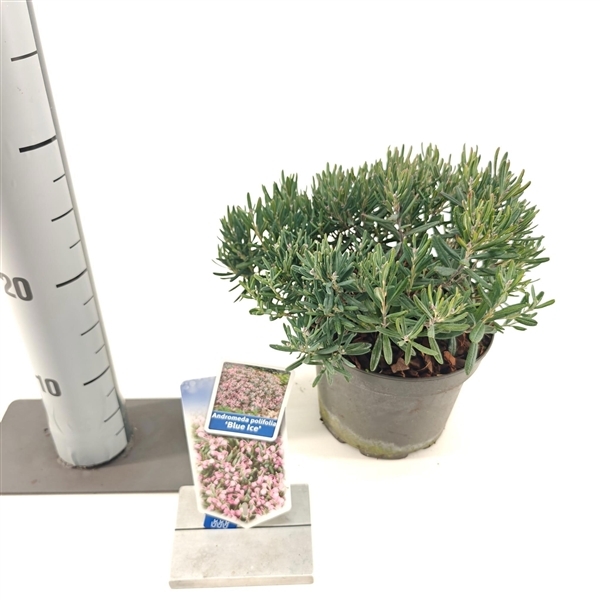 Andromeda polifolia Blue Ice 17Ø 35cm