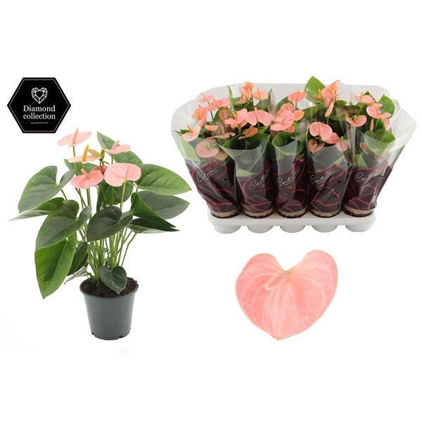 Anthurium Andreanum Spirit 12Ø 36cm 5fl