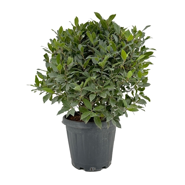 Laurus Nobilis boll on pot 30Ø 85cm 65Ø