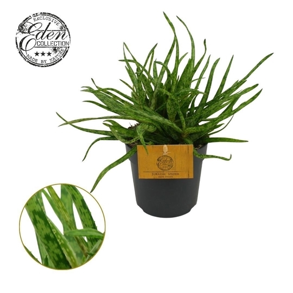 Aloe Jurassic Spider (Cites) 10,5Ø 15cm