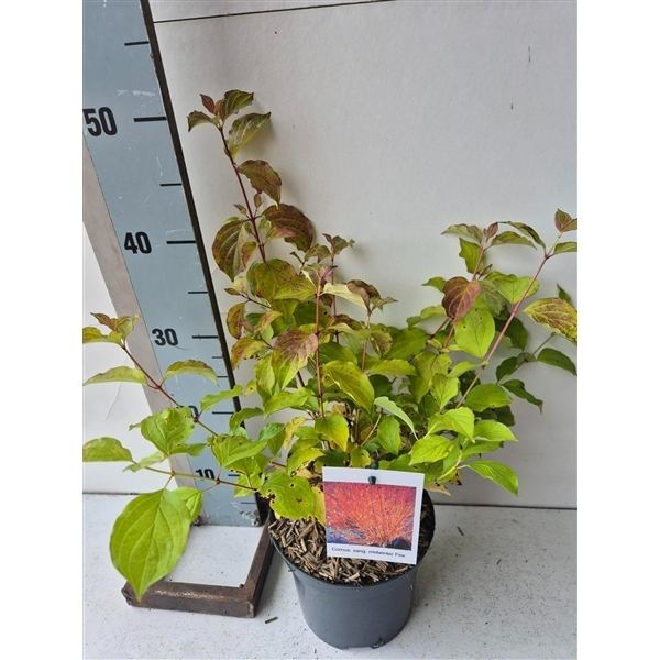 Cornus sanguinea Midwinter Fire 17Ø 45cm