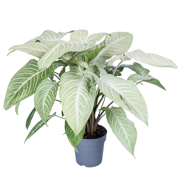 Xanthosoma Lindelli Mint 19Ø 60cm