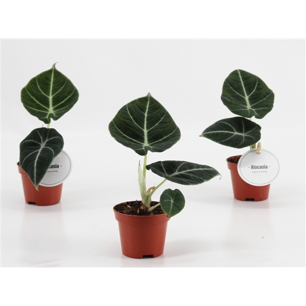 Alocasia Black Velvet 6Ø 10cm 1pp