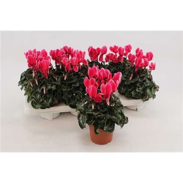 Cyclamen SS Fuji Neon Pink 10,5Ø 25cm