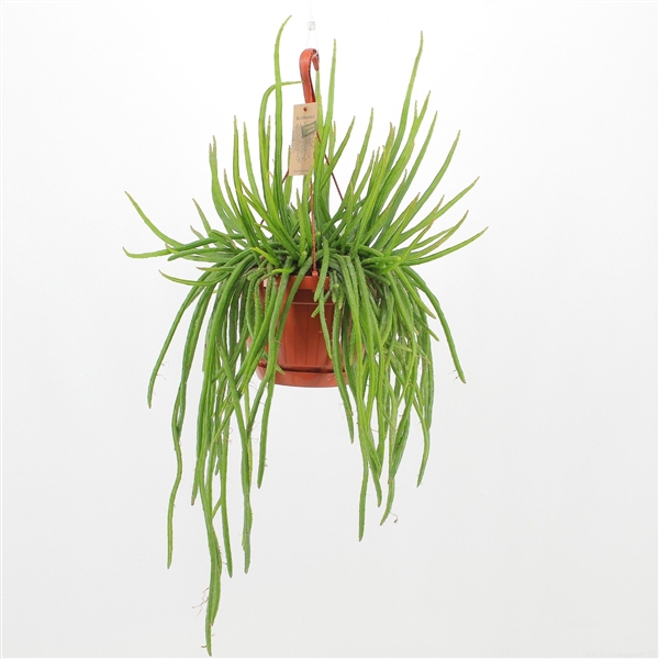 Selenicereus Wrecklei Leiza (Cites) 21Ø 40cm