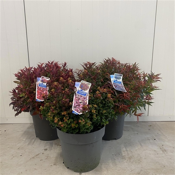 Leucothoe mix trolley 32Ø 50cm