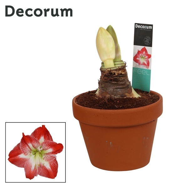Hippeastrum Exotic Striped in terracotta pot 17Ø 25cm 2st