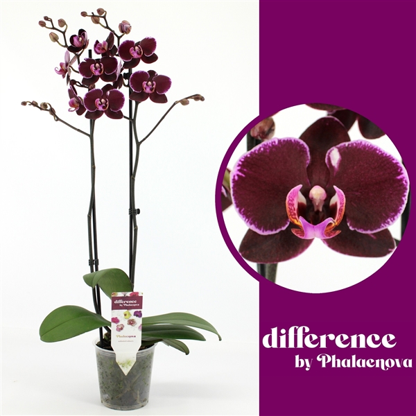 Phalaenopsis Debora 12Ø 70cm 2st 18fl