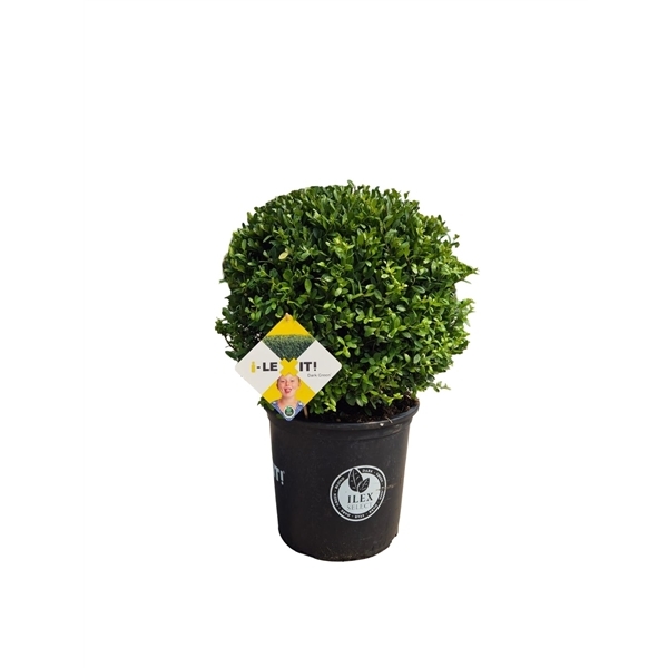 Ilex crenata Dark Green ball 40Ø 70cm