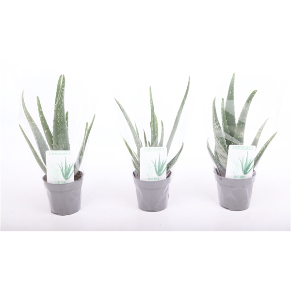 Aloe Vera 10,5Ø 35cm