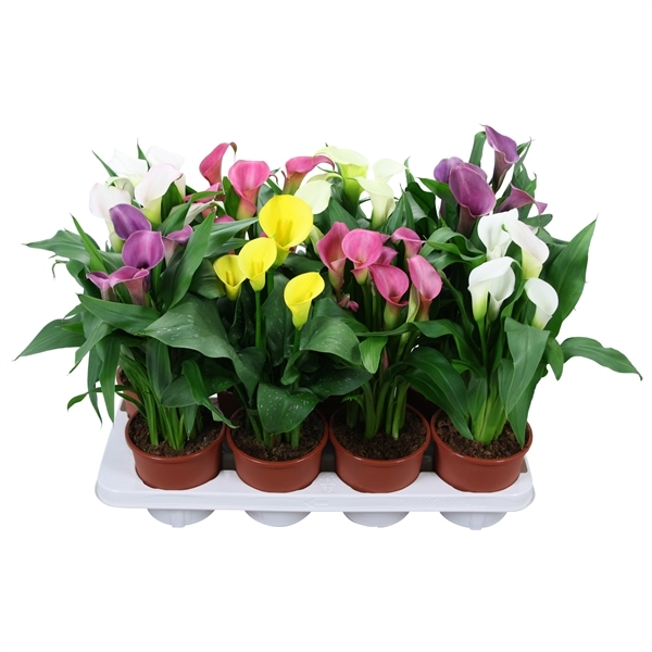 Zantedeschia mixed 13Ø 40cm 4fl