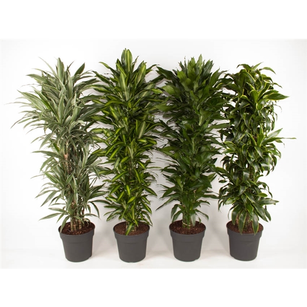 Dracaena mix trolley 34Ø 190cm 1pp