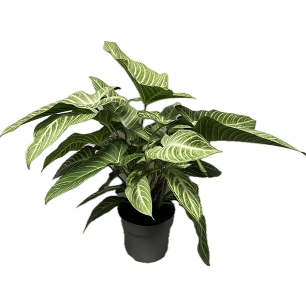 Xanthosoma Lindelli Mint 24Ø 70cm