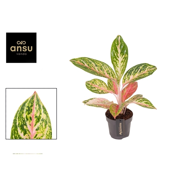 Aglaonema Coco Melon 12Ø 45cm 1pp