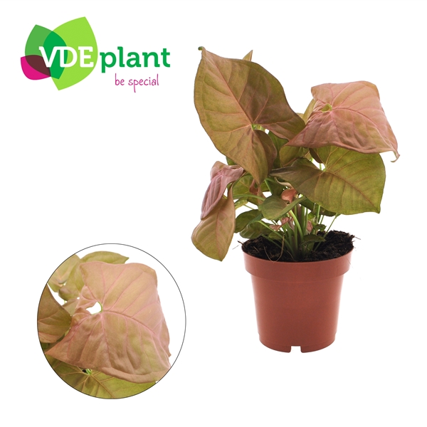 Syngonium Neon 12Ø 25cm