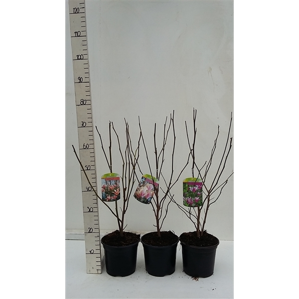 Magnolia mix 19Ø 75cm